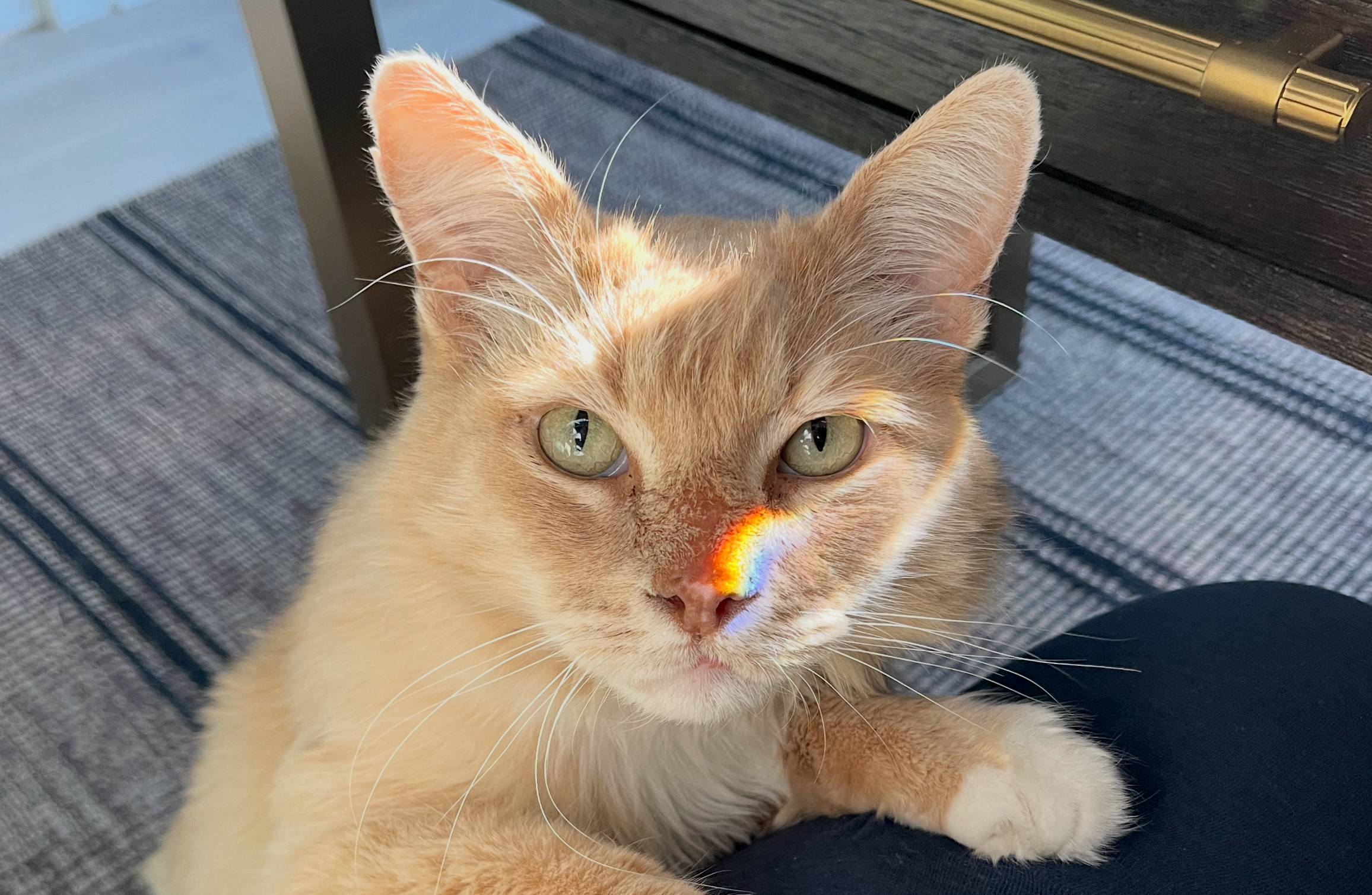 A light orange cat with green eyes sits on a striped rug, looking up. A colorful rainbow reflection falls across its face, highlighting its eyes and nose. A table and someone's leg are nearby.
