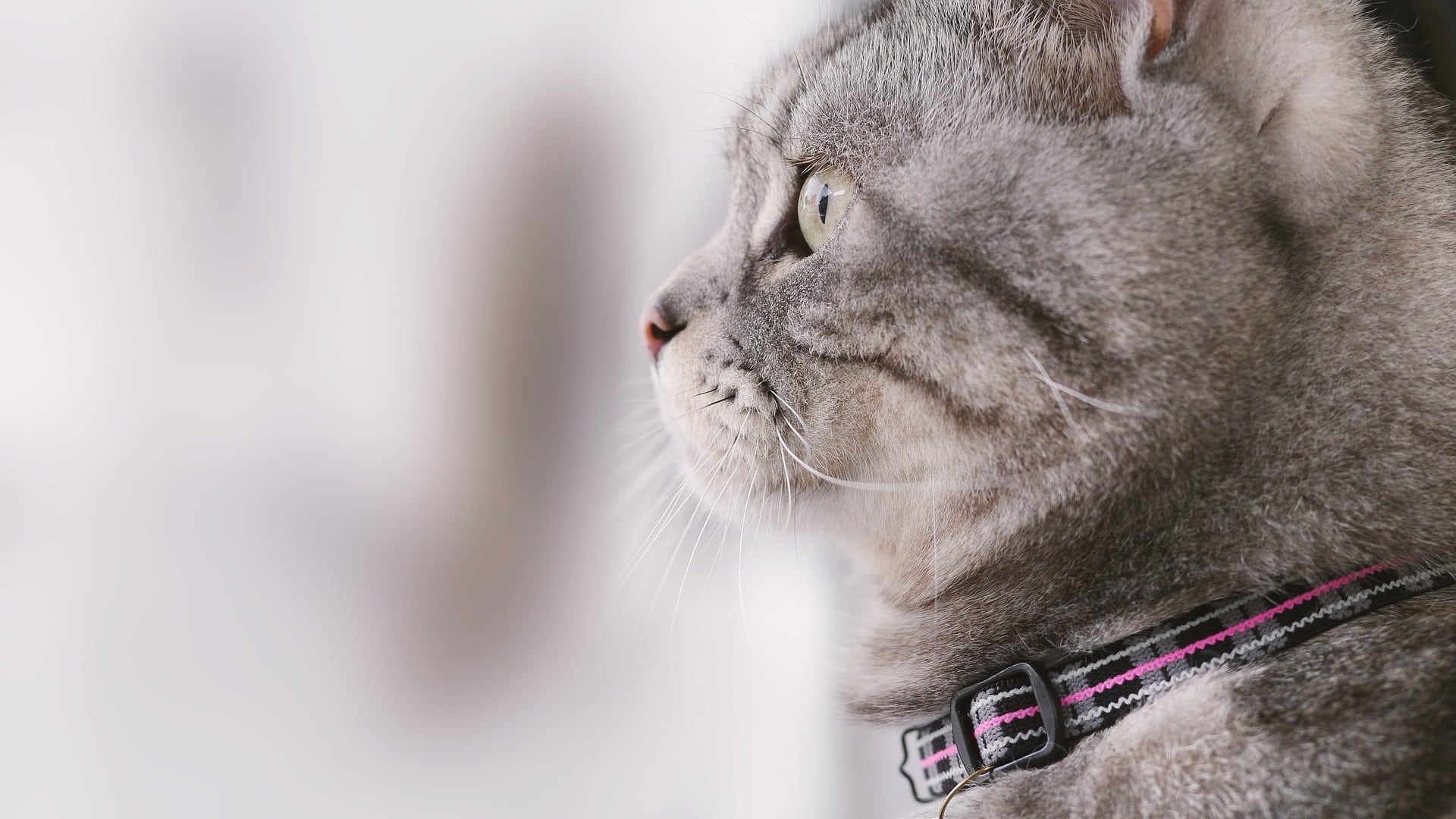 cat-mia-703404_1920