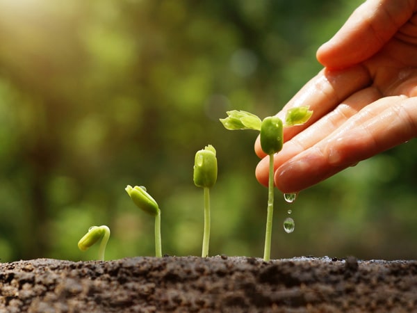 A hand gently watering young green seedlings growing in soil, with sunlight shining in the background.