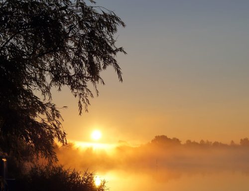 3 Easy SEO tips for Veterinarians