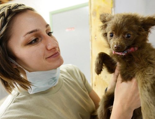 The ONE thing stopping your veterinary practice’s growth